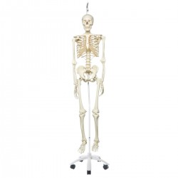 squelette teamalex medical