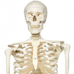 squelette stan anatomie teamalex