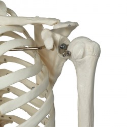 squelette anatomie teamalex