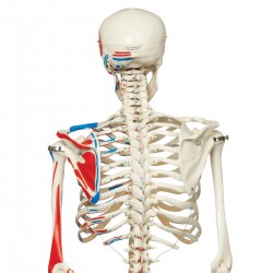 Squelette Max A11 anatomie teamalex