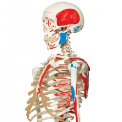 Squelette Max A11 materiel médical teamalex