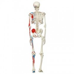 Squelette Max A11 avec représentation des muscles teamalex
