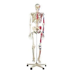 Squelette Max A11 avec représentation des muscles sur pied métallique à 5 roulettes