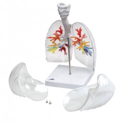 modèle anatomie bronchique teamalex