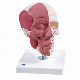 Crâne avec muscles faciaux Teamalex Medical