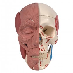 Crâne avec muscles teamalex