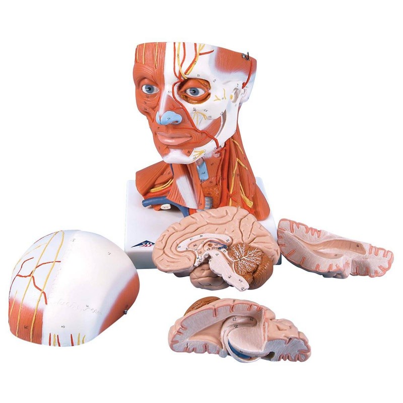 Musculature de la tête cinq parties Teamalex Medical