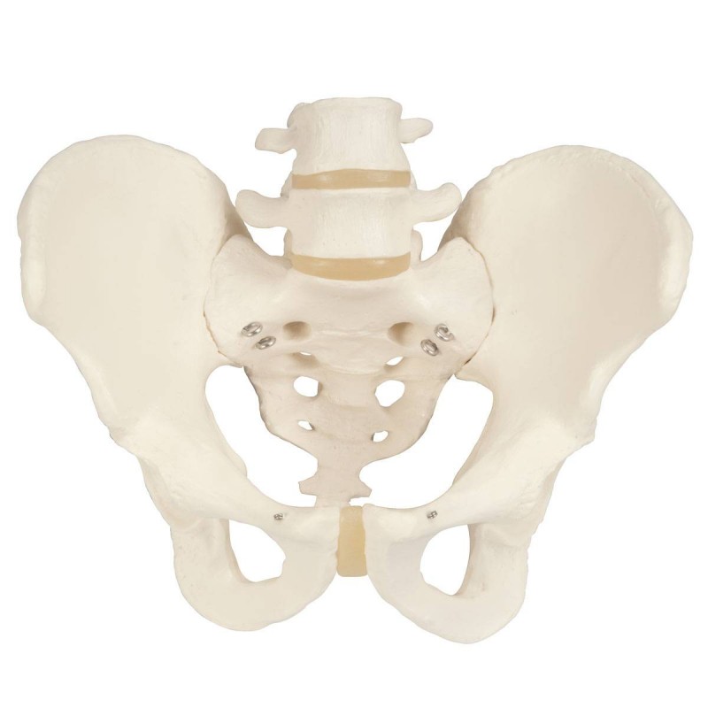 Squelette du bassin masculin Teamalex Medical