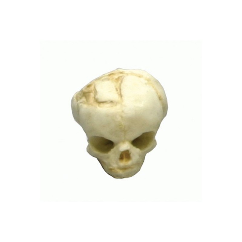 Modèle de crâne de foetus de 17 semaines