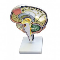 Section droite du cerveau humain