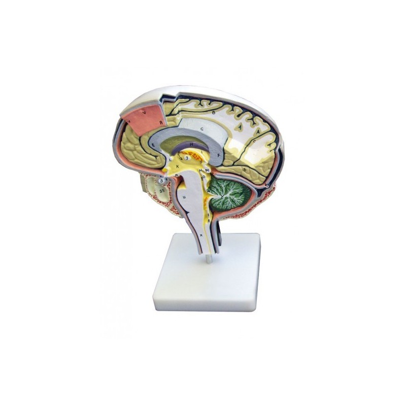 Section droite du cerveau humain