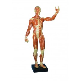 Modèle musculaire anatomique teamalex medical