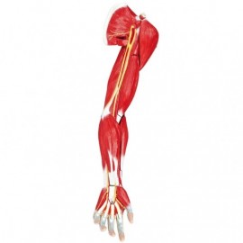 Modèle anatomique Muscles du bras humain, 7 parties