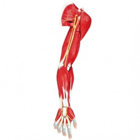 Modèle anatomique muscles du bras humain, 7 parties