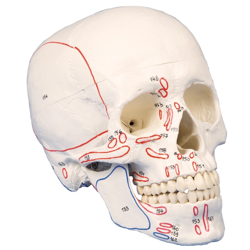 Modèle de crâne en trois parties avec marquage musculaire