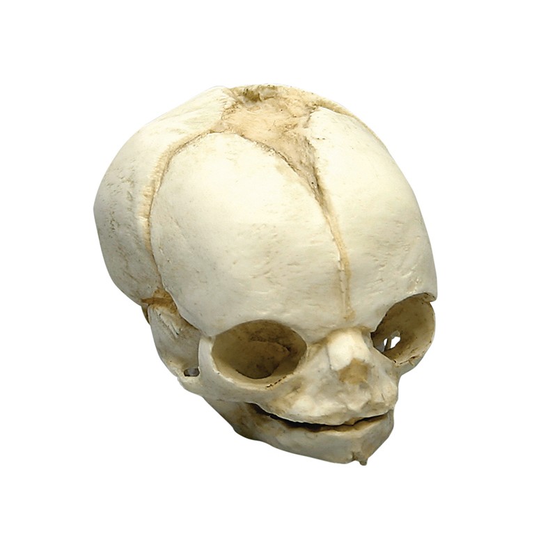 Modèle de crâne de foetus