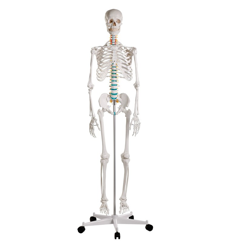 Modèle anatomique squelette du corps humain