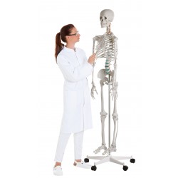Squelette du corps humain- Teamalex