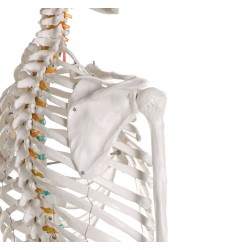 Squelette médical  corps humain