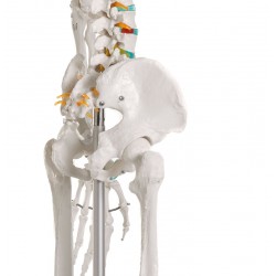 Modèle médical squelette  du corps humain