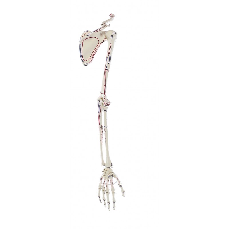 Squelette du bras avec ceinture scapulaire avec marquage des muscles