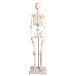 Squelette miniature