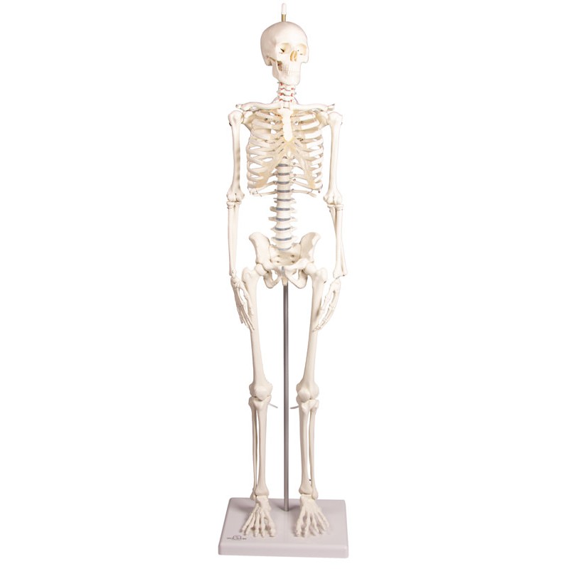 Squelette humain miniature | Teamalex Matériel Médical