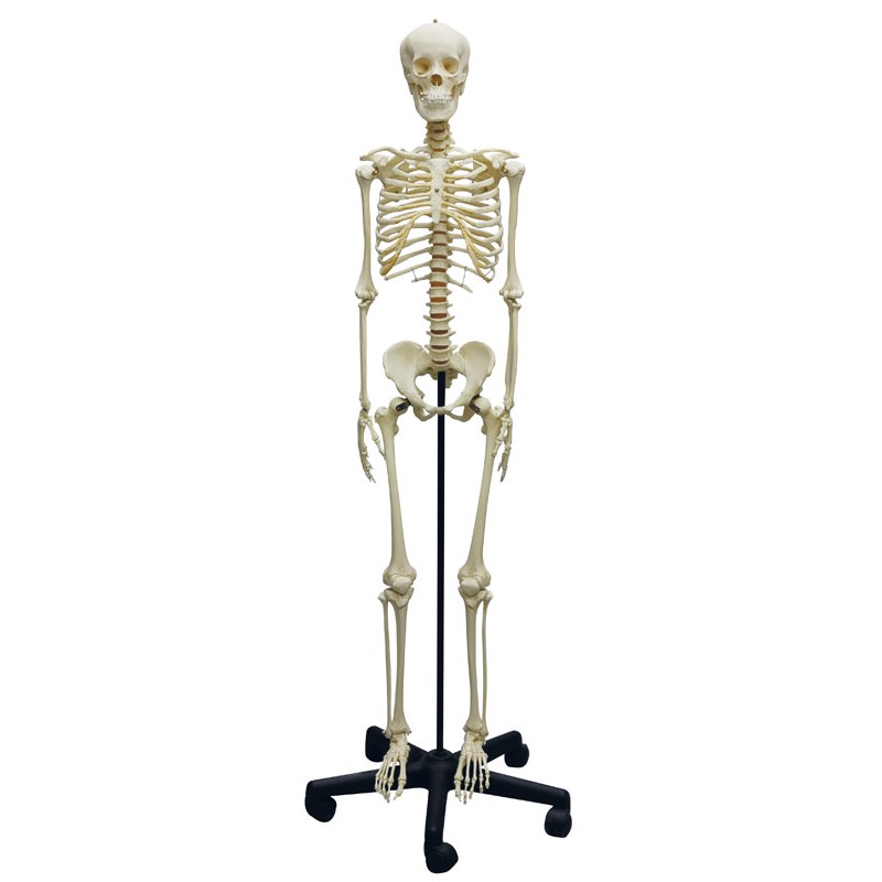 Squelette modèle adolescent
