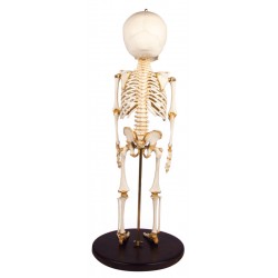 Squelette modèle enfant 14 à 16 mois