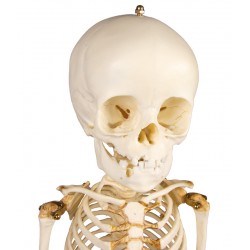 Squelette modèle enfant 14 à 16 mois