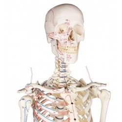 Squelette modèle adulte Arnold