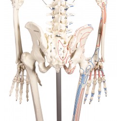 Squelette modèle adulte Arnold