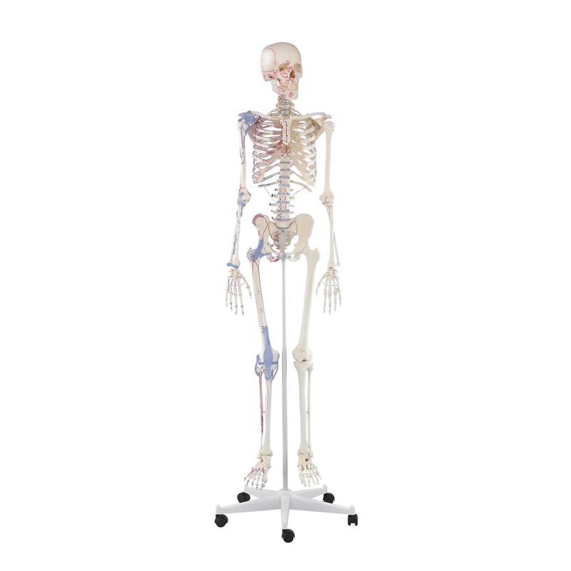 Squelette adulte Bert avec marques musculaires et ligaments