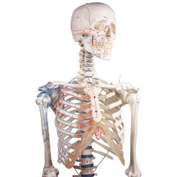 Squelette adulte Bert avec marques musculaires et ligaments
