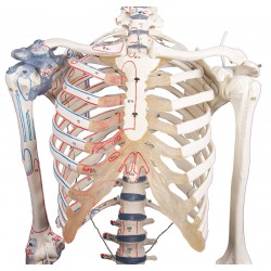 Squelette adulte Bert avec marques musculaires et ligaments