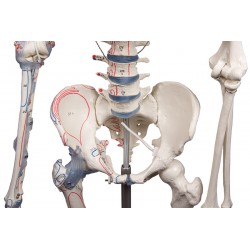 Squelette adulte Bert avec marques musculaires et ligaments