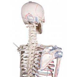 Squelette adulte Bert avec marques musculaires et ligaments