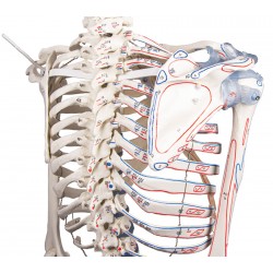 Squelette adulte Bert avec marques musculaires et ligaments