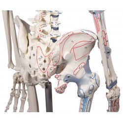 Squelette adulte Bert avec marques musculaires et ligaments