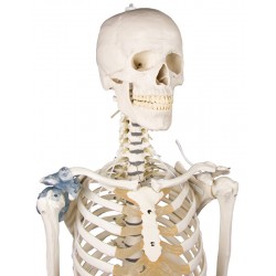 Squelette Toni avec colonne vertébrale mobile et ligaments