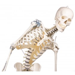 Squelette Toni avec colonne vertébrale mobile et ligaments