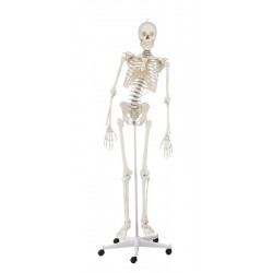 Squelette Hugo avec colonne vertébrale mobile