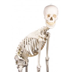 Squelette Hugo avec colonne vertébrale mobile