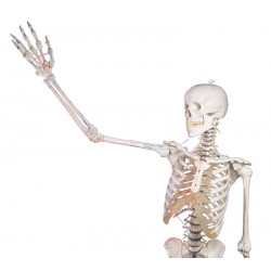Squelette Peter avec colonne mobile