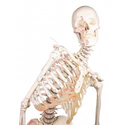 Squelette Peter avec colonne mobile
