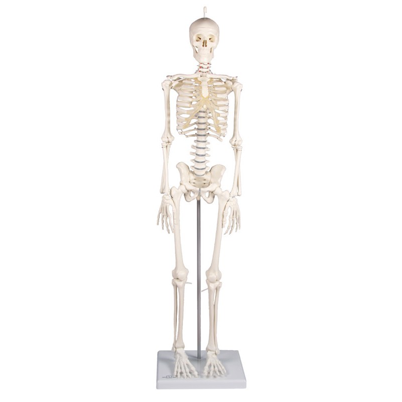 Mini squelette Patrick | Teamalex Medical