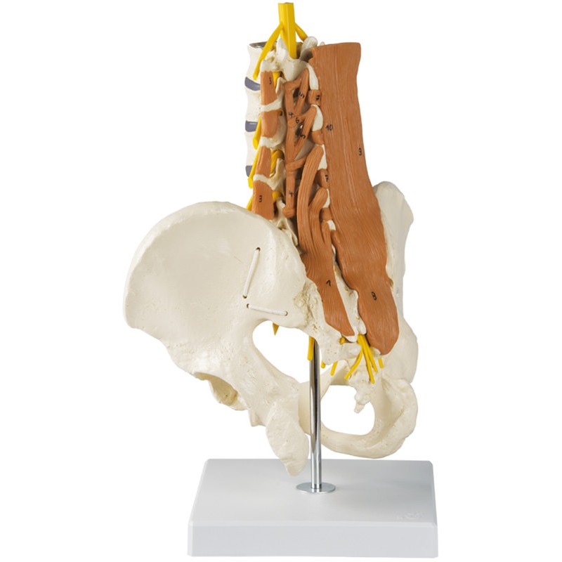 Pelvis, colonne lombaire et muscles lombaires
