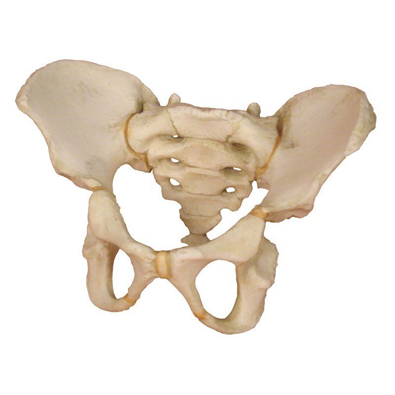 Pelvis enfant âgé de 5 ans