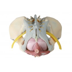 Pelvis féminin avec ligaments, nerfs et plancher pelvien