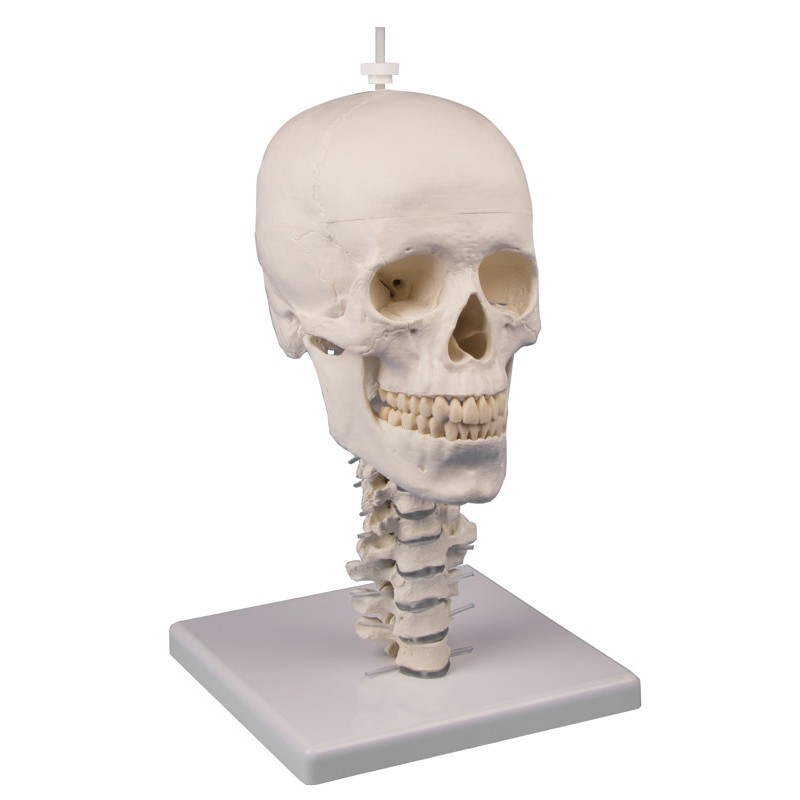 Modèle crâne 3 parties avec colonne cervicale et support crâne